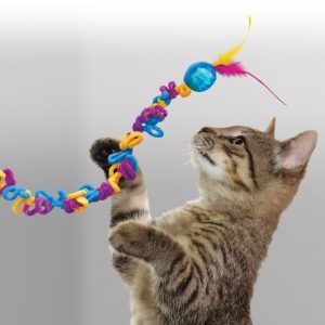 Cute tabby kitten
