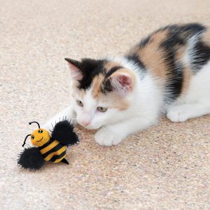 Calico Kitten Playing