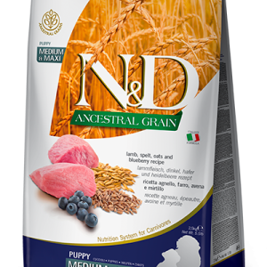 אננס כבש גזע בינוני אננס כבש גזע בינוני