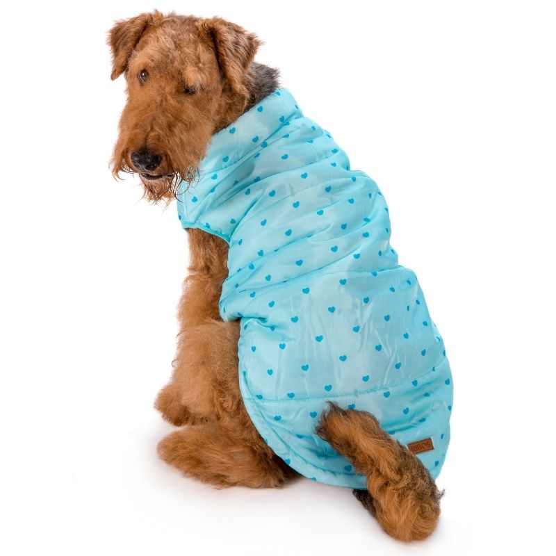 מעיל חורף רך לכלבים בדוגמת לבבות תכלת.